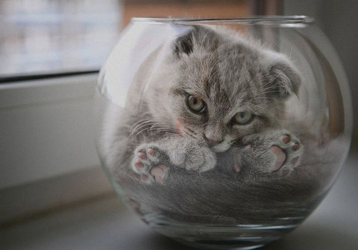 cat-in-a-bowl